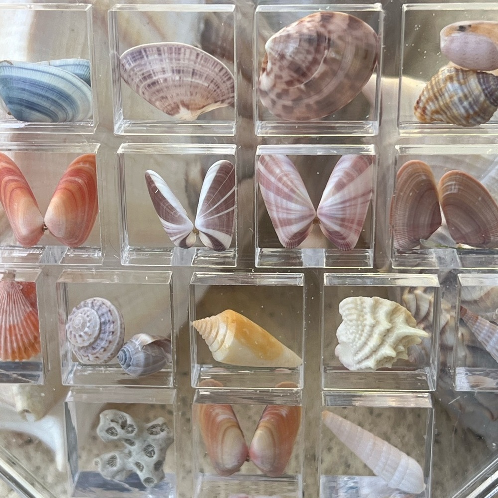 Heart-Shaped Seashell Display - Picture 3 of 8